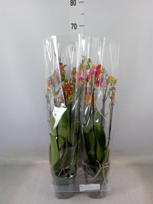 <h4>Phalaenopsis multi. 'Ant Bolgheri'</h4>