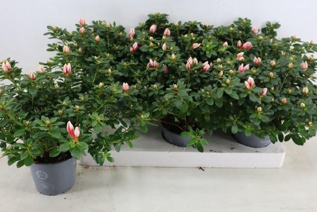 <h4>RHODO SI MEVR GERARD</h4>
