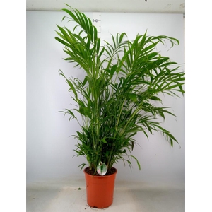 Chamaedorea cataractarum