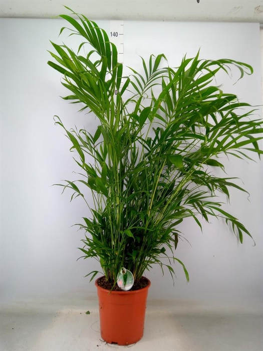 <h4>Chamaedorea cataractarum</h4>