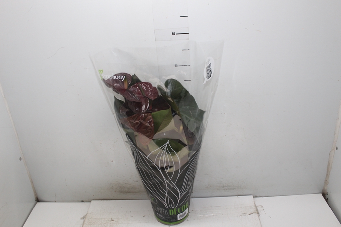 <h4>ANTHURIUM GIANT CHOCOLATE P17</h4>