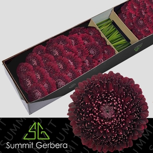 Germini Pomponi Black Pearl Doos