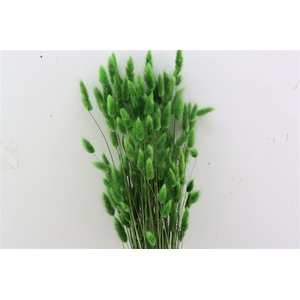 Dried Lagurus Green Bunch