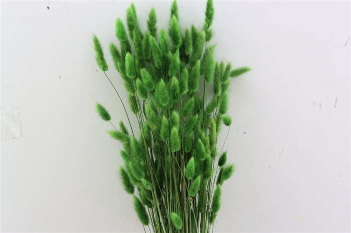 Dried Lagurus Dark Green Bunch