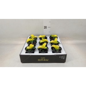 Sansevieria  'Star Canary'