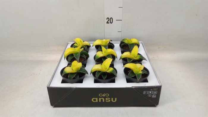 <h4>Sansevieria 'Star Canary'</h4>