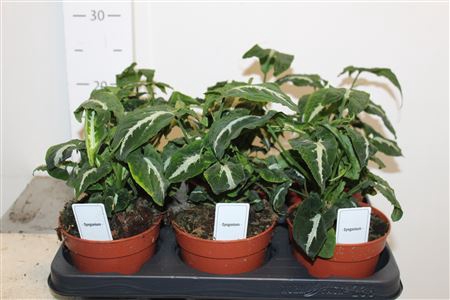 <h4>Syng Wendlandii Special</h4>