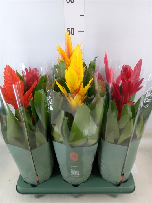 <h4>Vriesea   ...mix</h4>