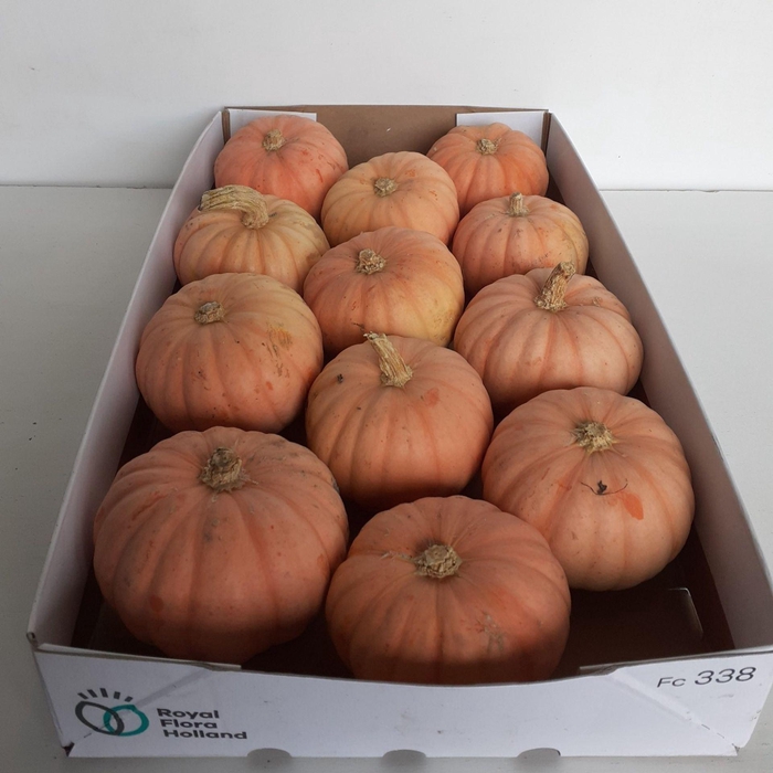 <h4>Cucurbita</h4>