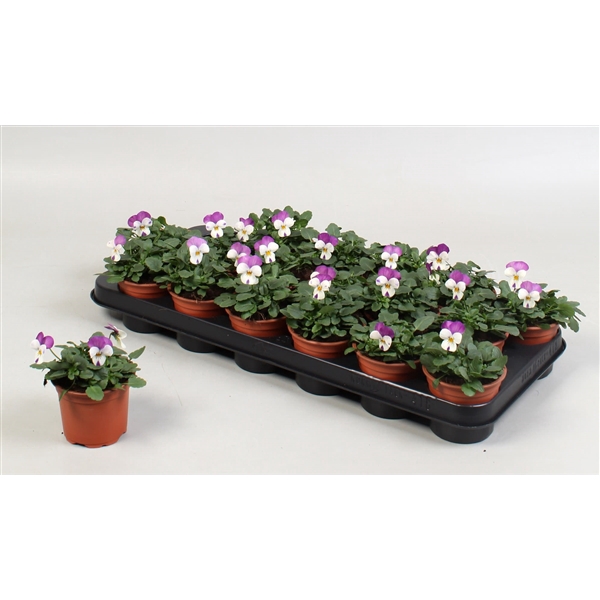 <h4>Viola Cornuta Grp Callisto F1 Pink wing</h4>