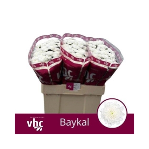 CHR SAN BAYKAL