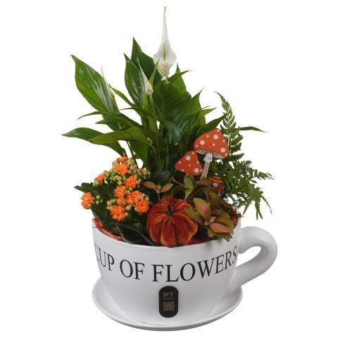 <h4>PTHI3254 Arrangement Autumn Indoor in keramiek kop en schotel</h4>