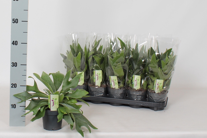 <h4>PLATYC BIFURCATUM</h4>