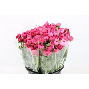 Ran Elegance Hot Pink