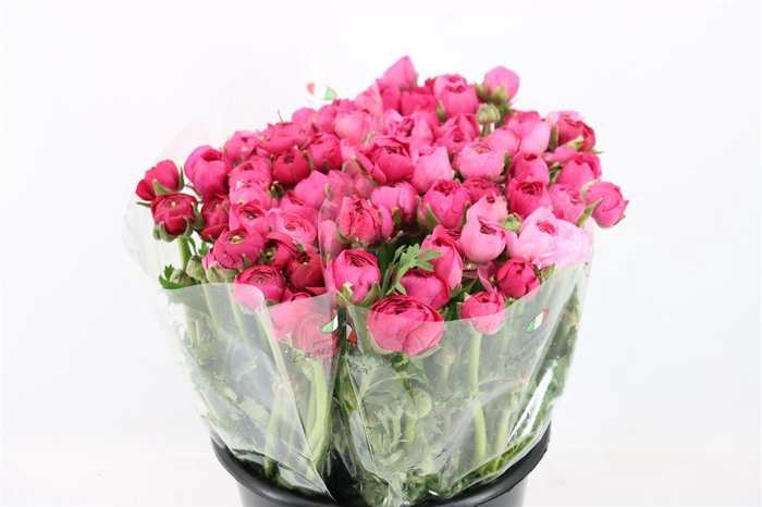 <h4>Ran Elegance Hot Pink</h4>