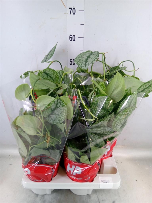 <h4>Scindapsus   ...</h4>