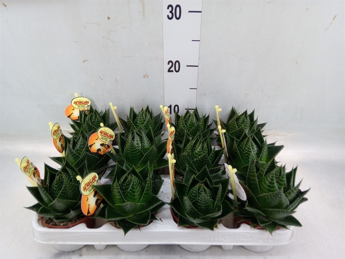 <h4>Aloe aristata 'Cosmo'</h4>