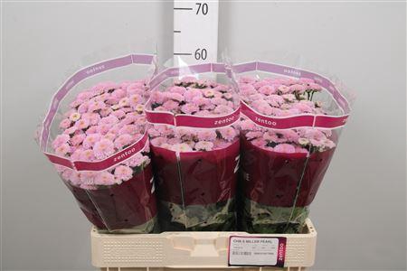 <h4>Chr S Miller Pearl</h4>