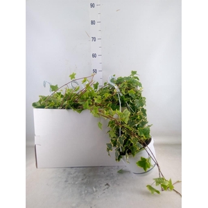 Hedera helix 'Goldchild'