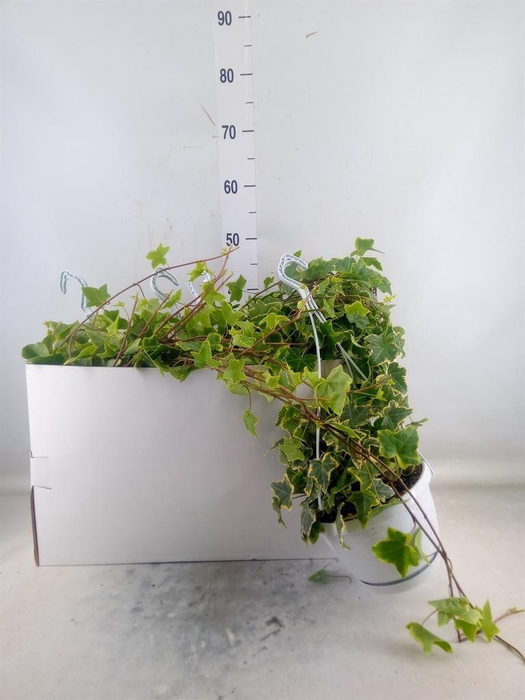 <h4>Hedera helix 'Goldchild'</h4>