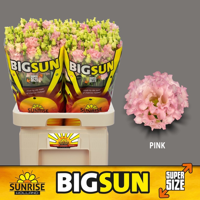 <h4>Lisianthus do big sun pink</h4>
