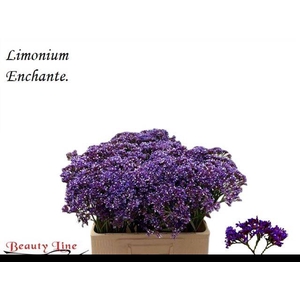 Limonium Enchante Perezii Beauty