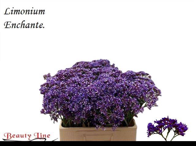<h4>Limonium Enchante Perezii Beauty</h4>