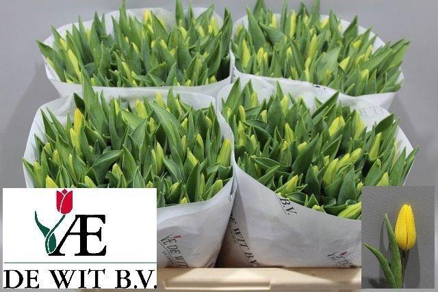 <h4>TU EN STRONG GOLD</h4>