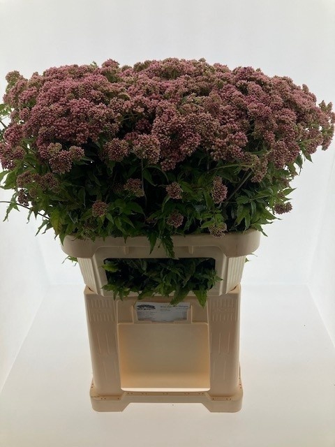 <h4>EUPAT CAN PLENUM</h4>