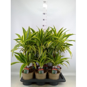 Dracaena fr de 'LemonLime'