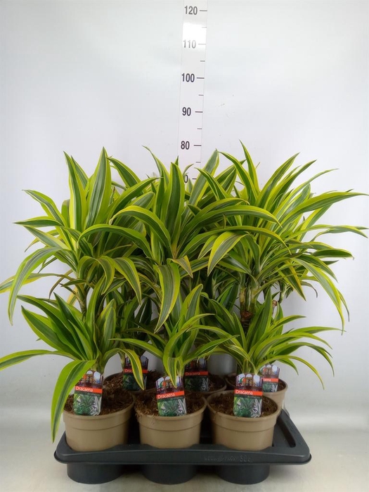 <h4>Dracaena fr de 'LemonLime'</h4>