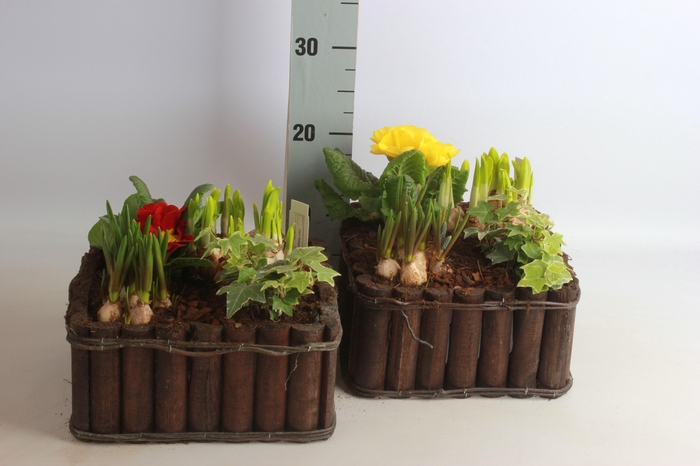 <h4>ARR TUINPLANTEN</h4>