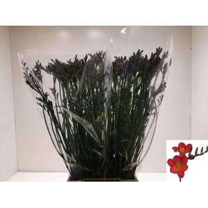 Freesia enk Red Passion