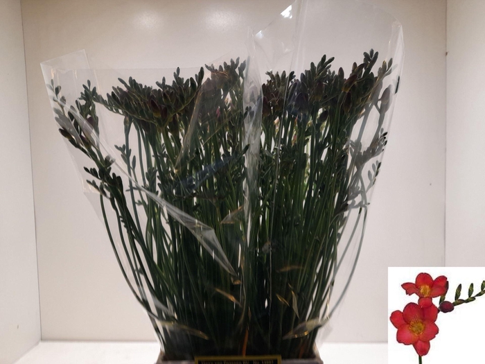 <h4>Freesia enk Red Passion</h4>
