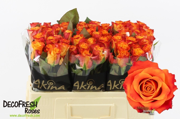 <h4>R Gr Mariyo</h4>