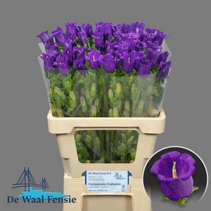 CAMP M CHAMPION BLUE