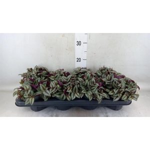 Tradescantia zebr. 'Purpusii'