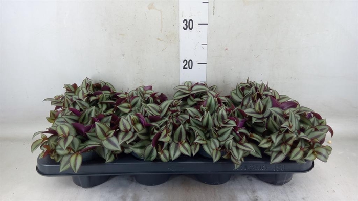 <h4>Tradescantia zebr. 'Purpusii'</h4>