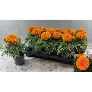 TAG ER TAISH ORANGE