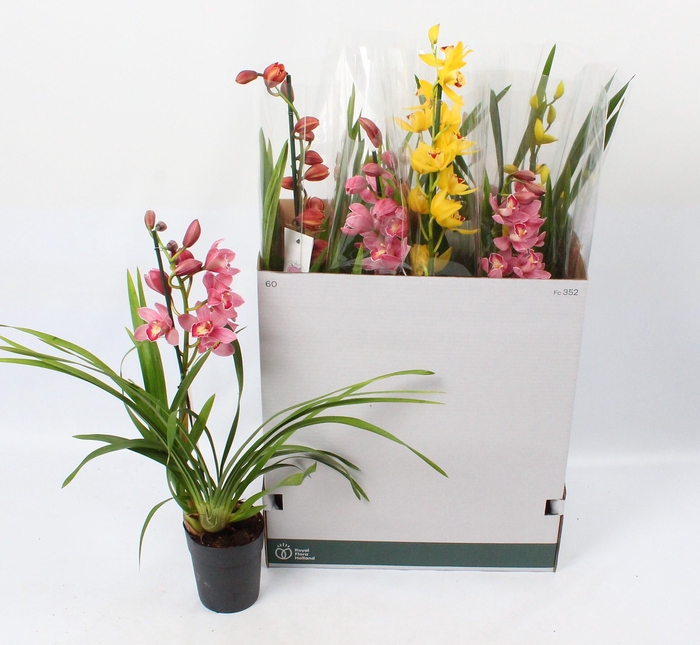 <h4>Cymbidium mix 1 tak open bloem</h4>