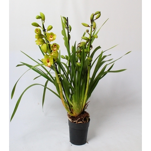 Cymbidium groen 3-4 tak