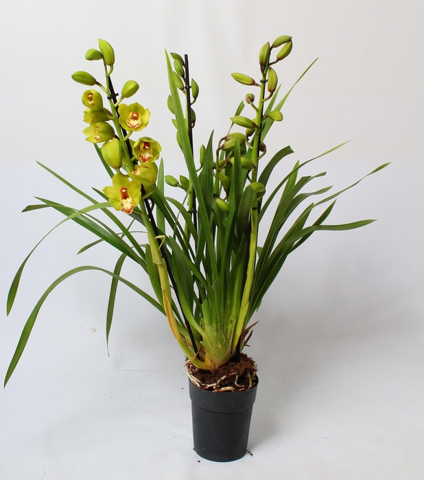<h4>Cymbidium groen 3-4 tak</h4>
