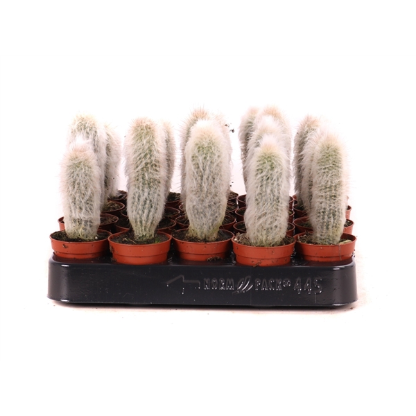 <h4>Austrocephalocereus dybowskii 5,5 cm</h4>