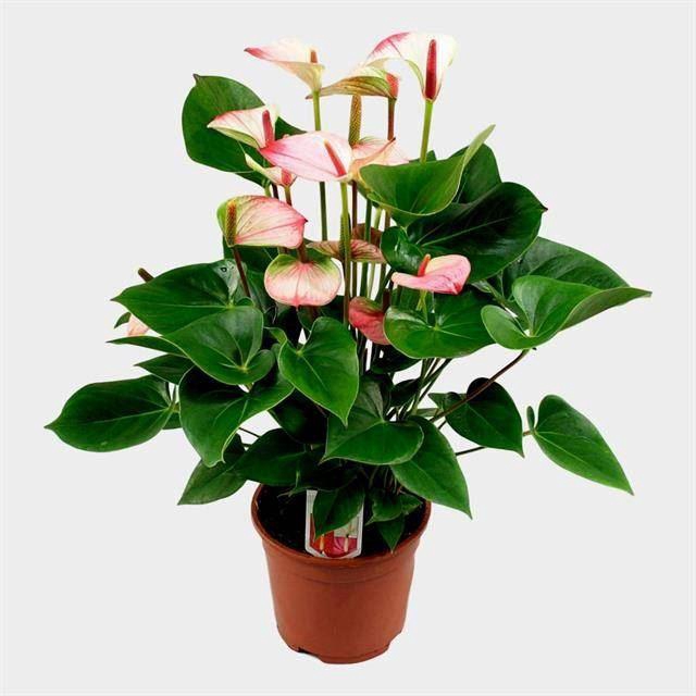 <h4>Anthurium Andr. Princess Amalia Elegance</h4>