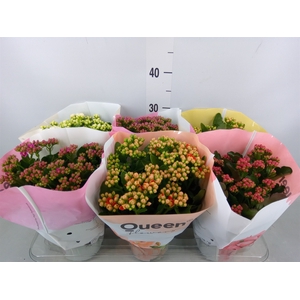 Kalanchoe blos.   ..rosebud mix GR