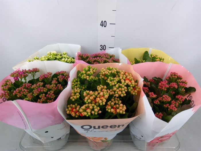 <h4>Kalanchoe blos.   ..rosebud mix GR</h4>