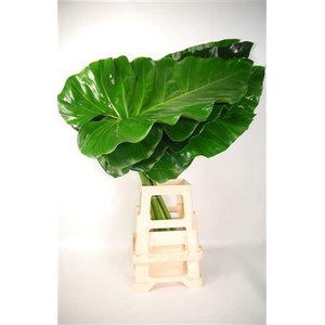 Philodendron Giganteum