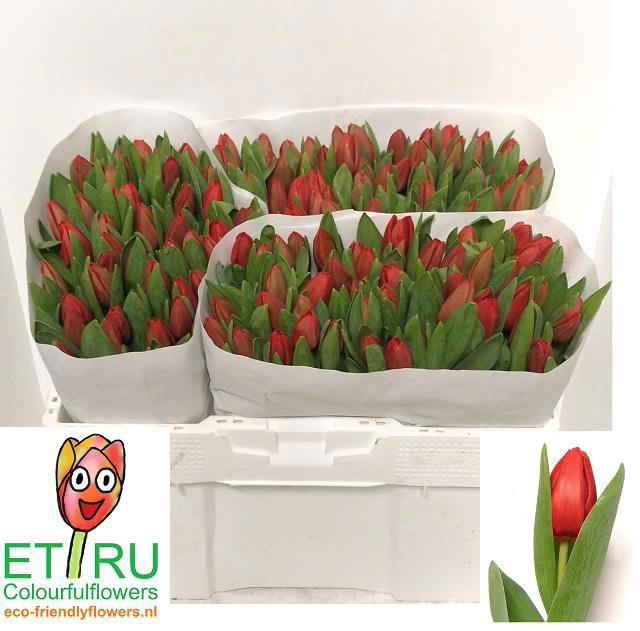 <h4>TU EN ESCAPE</h4>