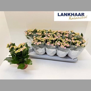 KAL GE PERFECTA PINK