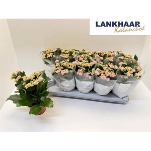 Kal Ge Perfecta Pink